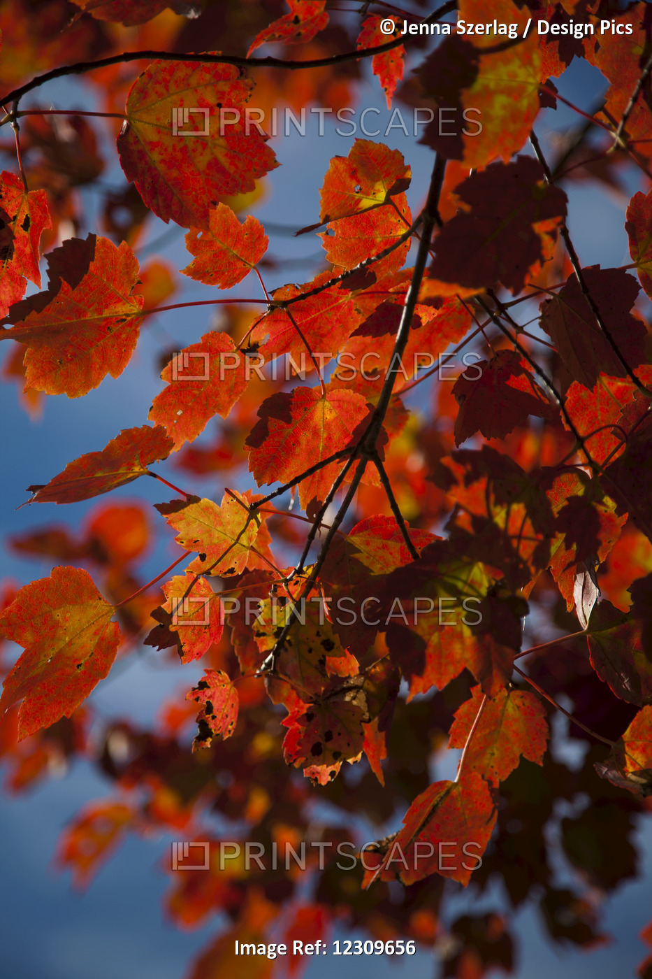 Close Up Of Bright Red Leaves With Blue Sky In Autumn; Stowe, Vermont, United ...