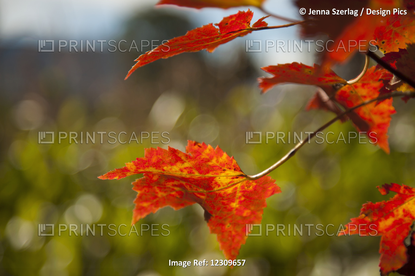 Close Up Of Autumn Coloured Bright Red Leaves; Stowe, Vermont, United States Of ...