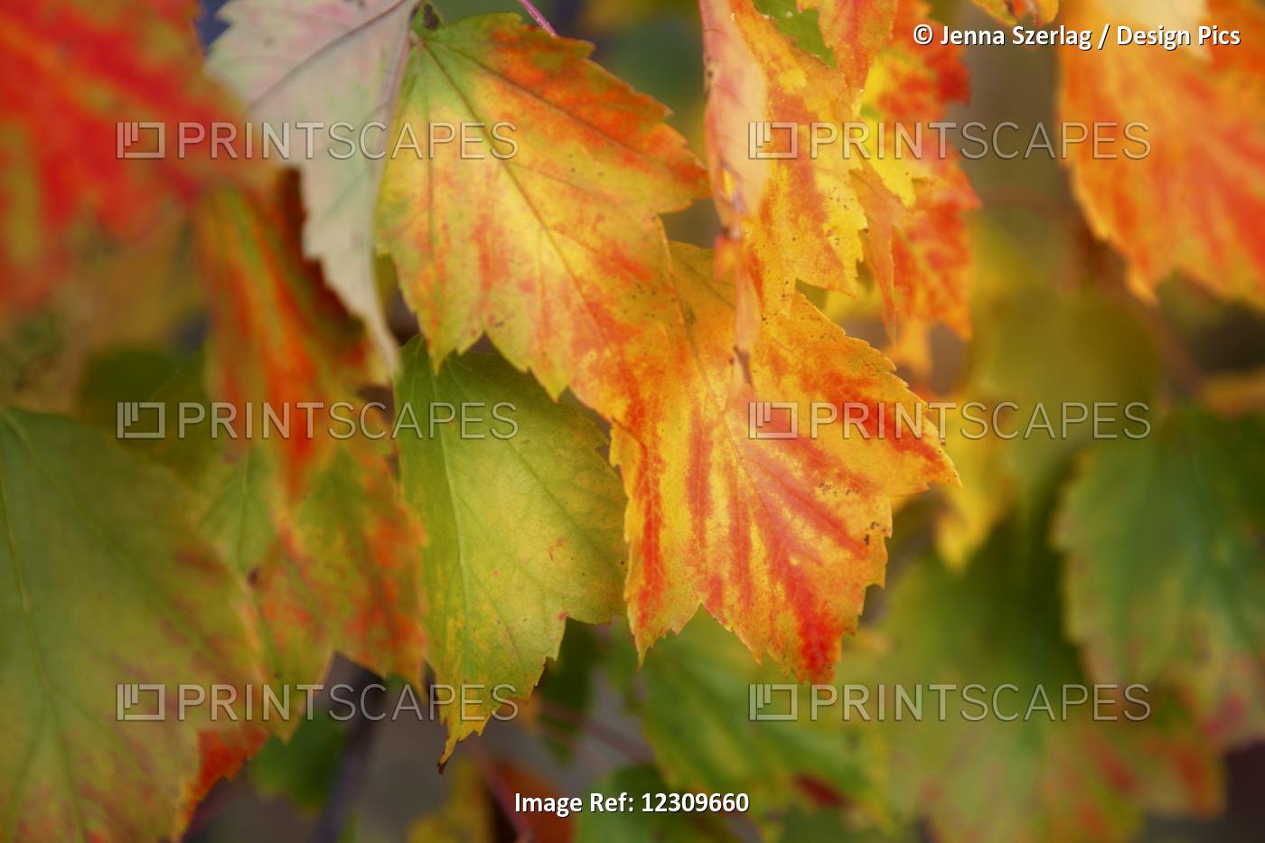 Close Up Of Colourful Leaves Changing In Autumn; Stowe, Vermont, United States ...