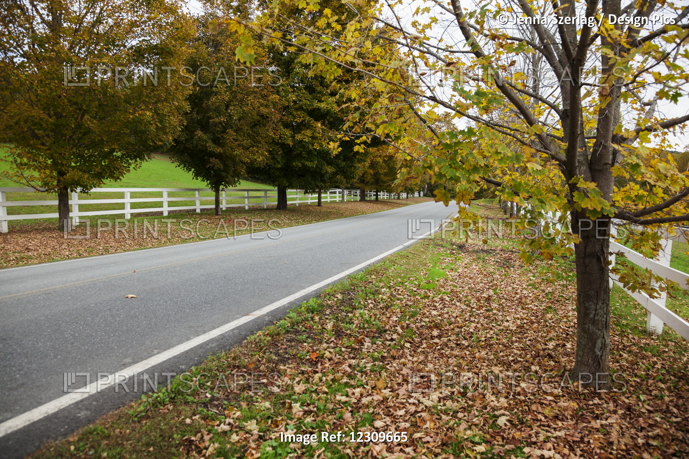 Scenic Farm Road In Autumn; Woodstock, Vermont, United States Of America