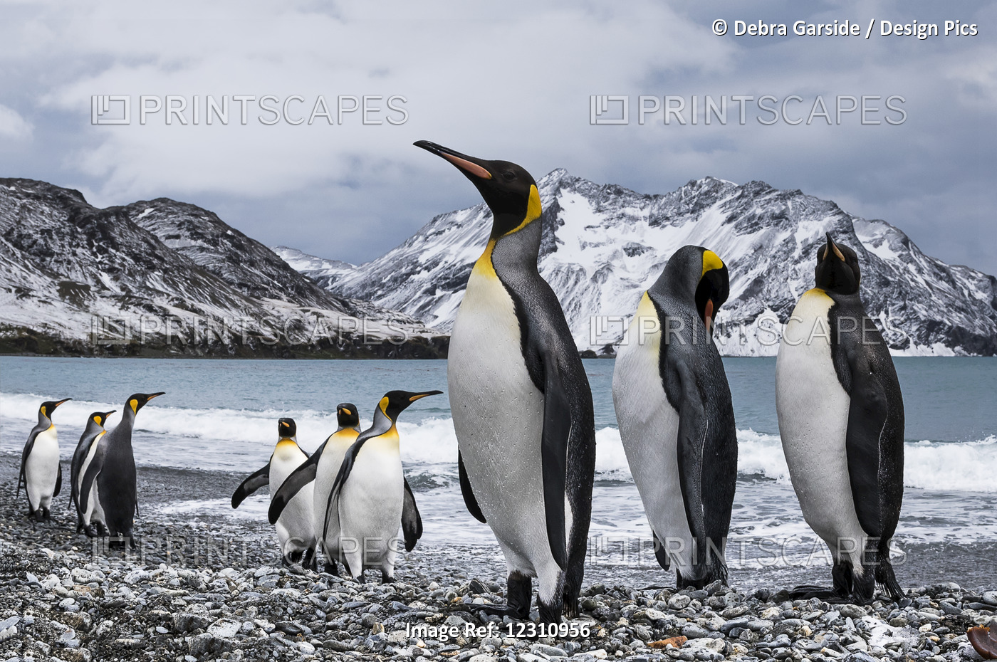 Nine King Penguins (Aptenodytes Patagonicus); South Georgia, South Georgia And ...