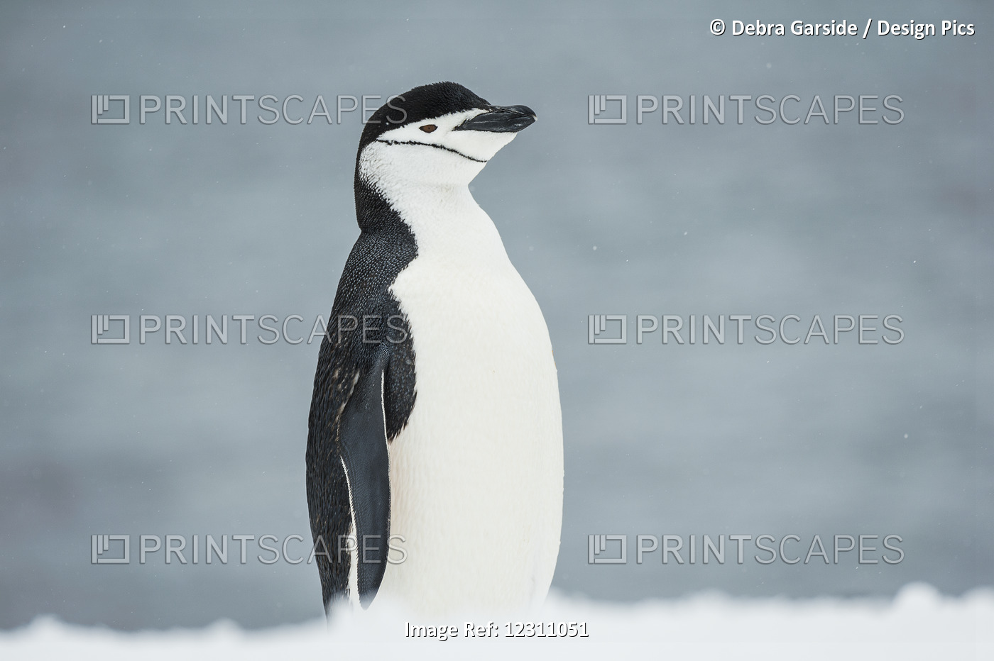 Chinstrap Penguin (Pygoscelis Antarctica); Half Moon Island, South Shetland ...