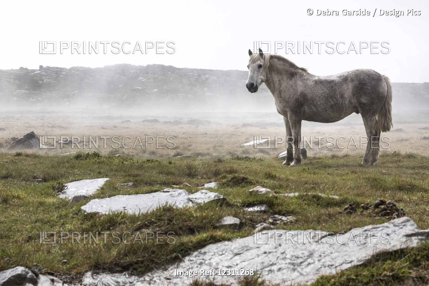 A Wild, White Horse Standing In A Foggy Field