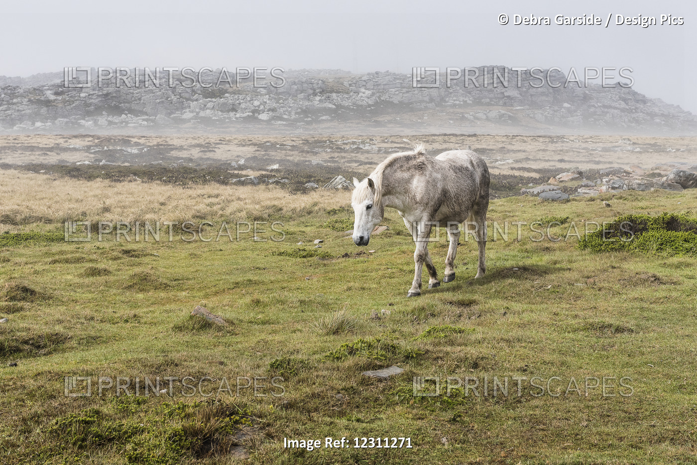 A Wild, White Horse Walking In A Foggy Field