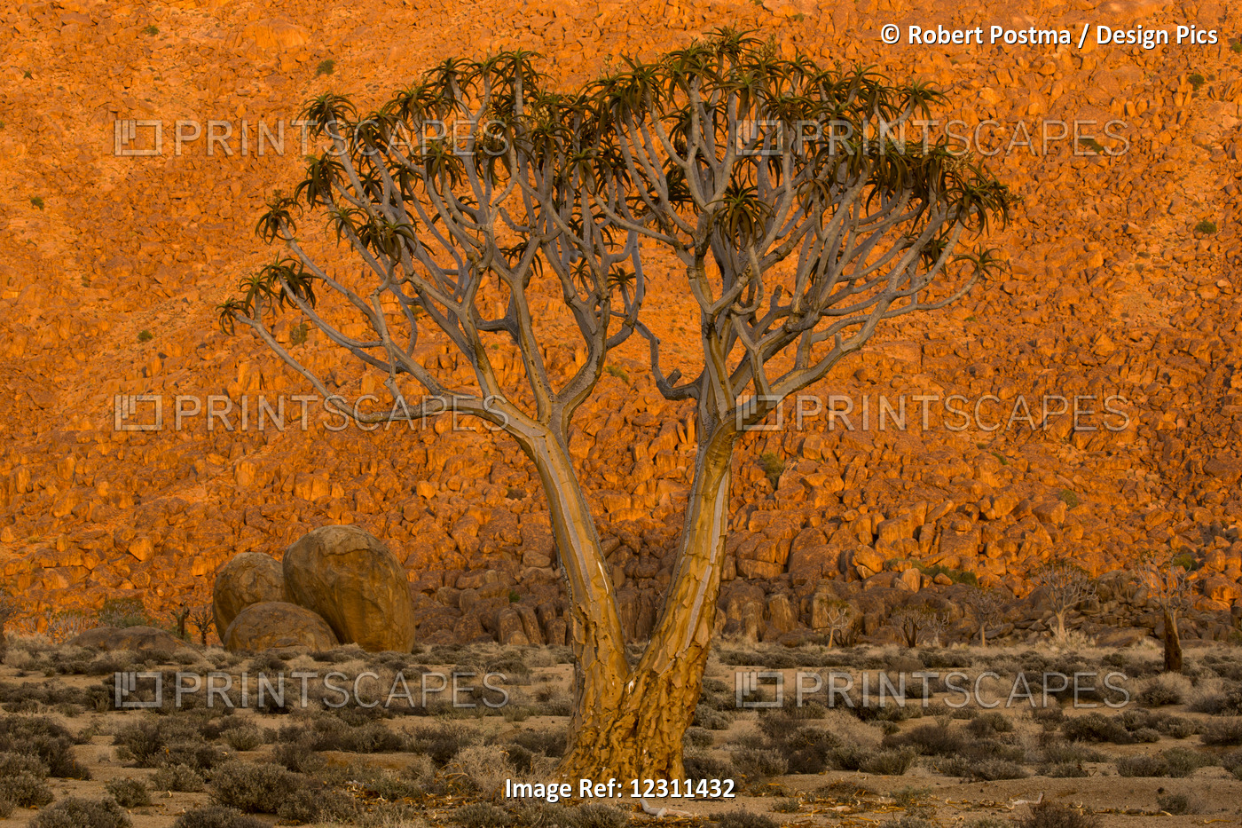 A Quiver Tree, Or Kokerboom, (Aloe Dichotoma) In Richtersveld National Park; ...