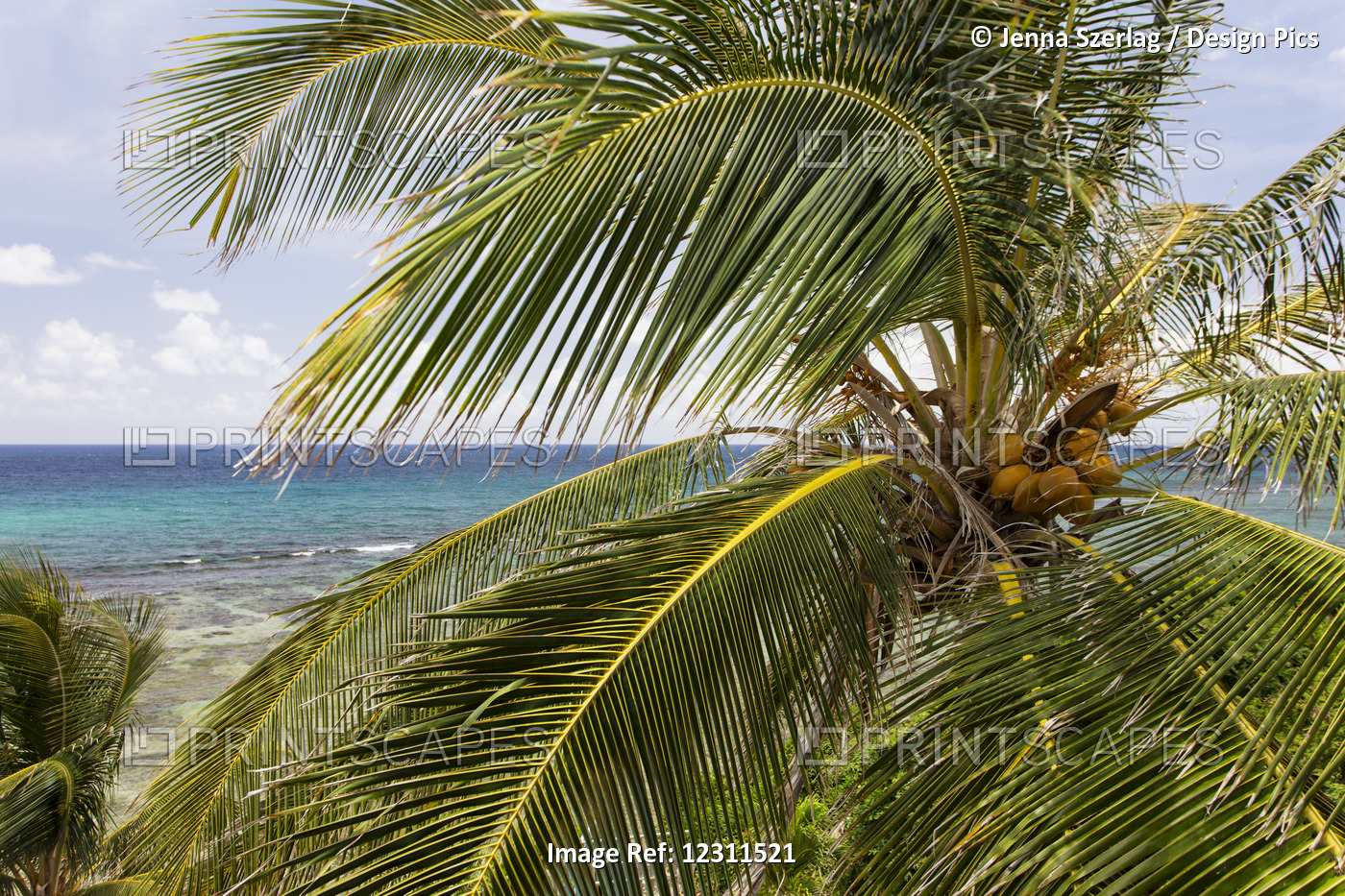 A Close Up Of A Palm Tree With Ocean; St. Croix, US Virgin Islands