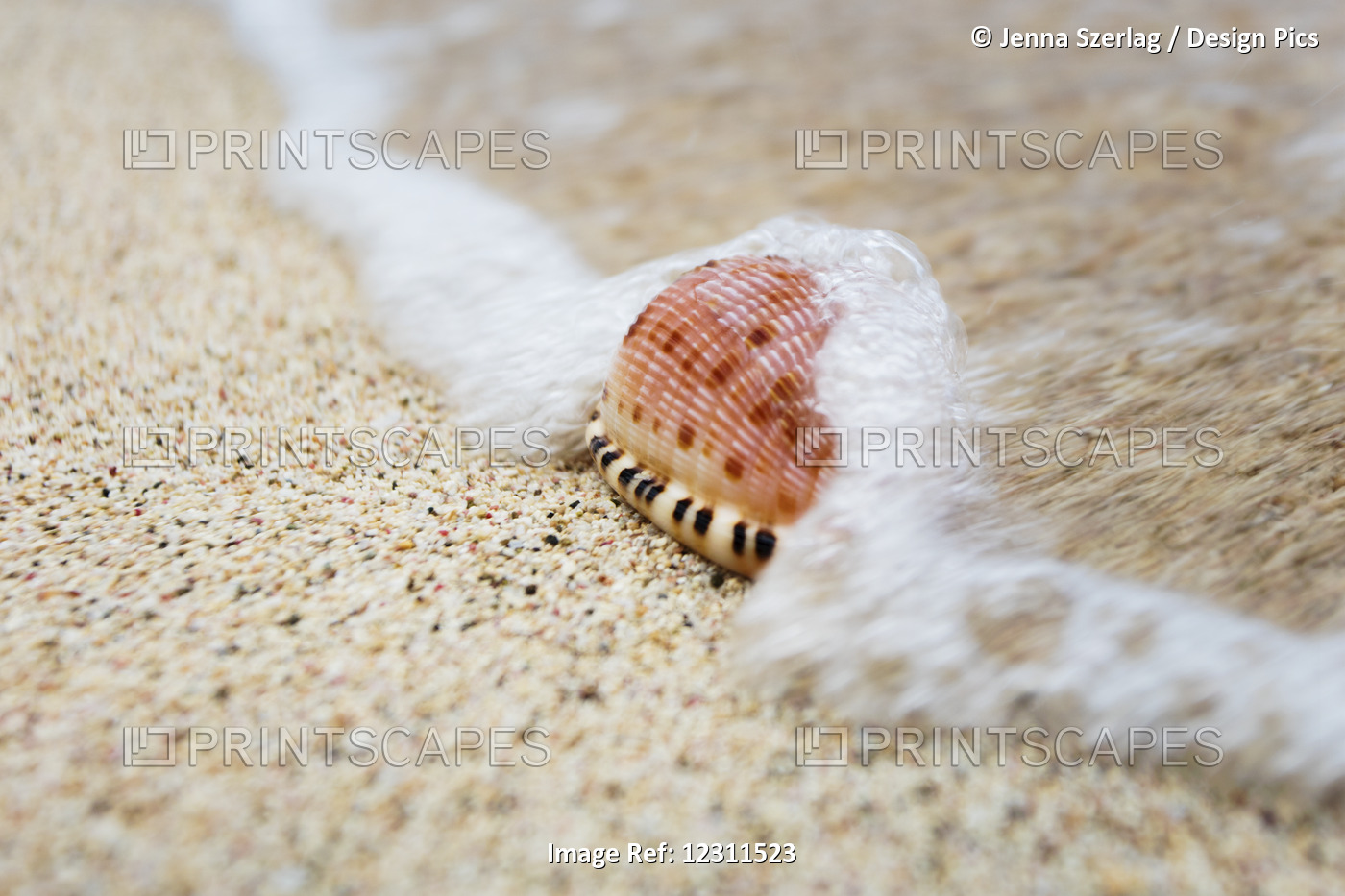 A Close Up Of A Cowry Shell On The Beach; St. Croix, Virgin Islands, United ...