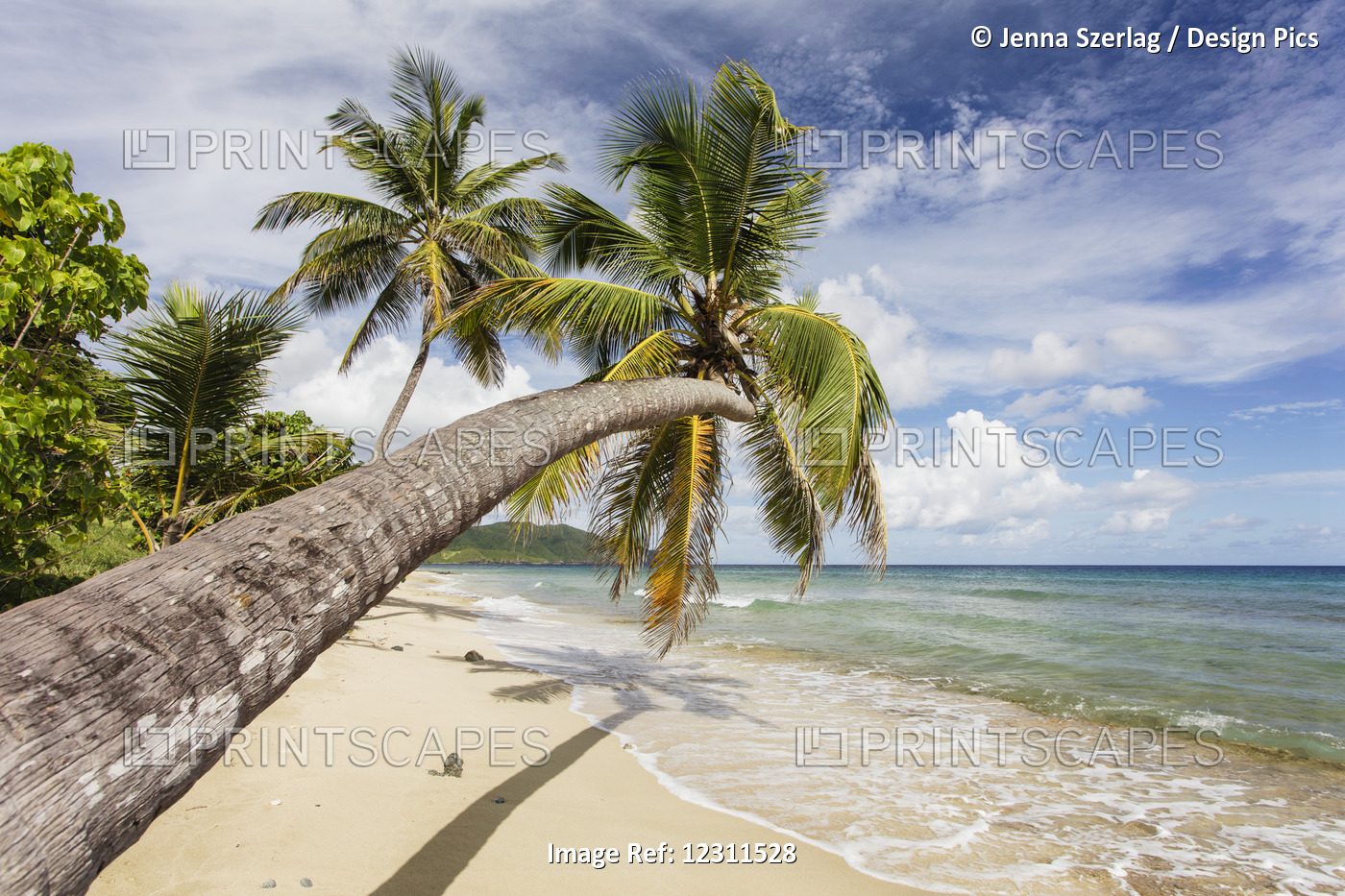 A Gorgeous Palm Tree Stretches Out Over The Beach; St. Croix, US Virgin Islands
