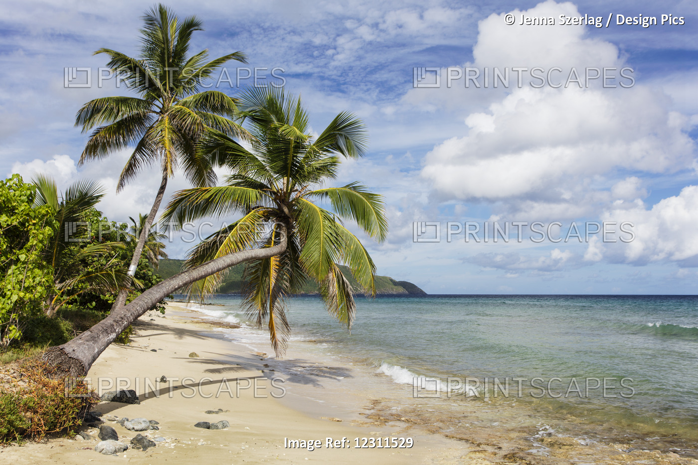 A Gorgeous Palm Tree Stretches Out Over The Beach; St. Croix, Virgin Islands, ...