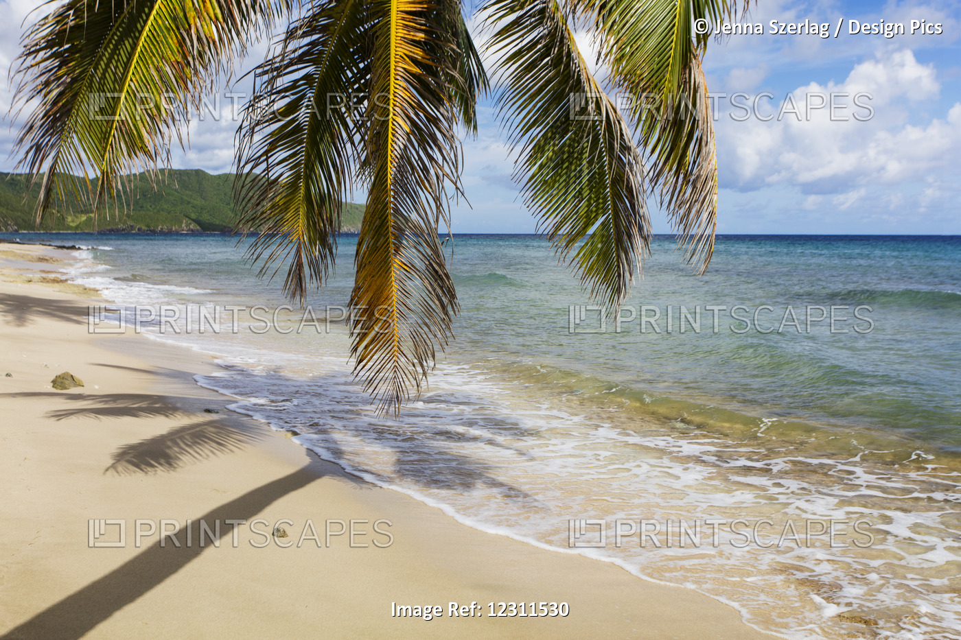 A Gorgeous Palm Tree Stretches Out Over The Beach; St. Croix, Virgin Islands, ...