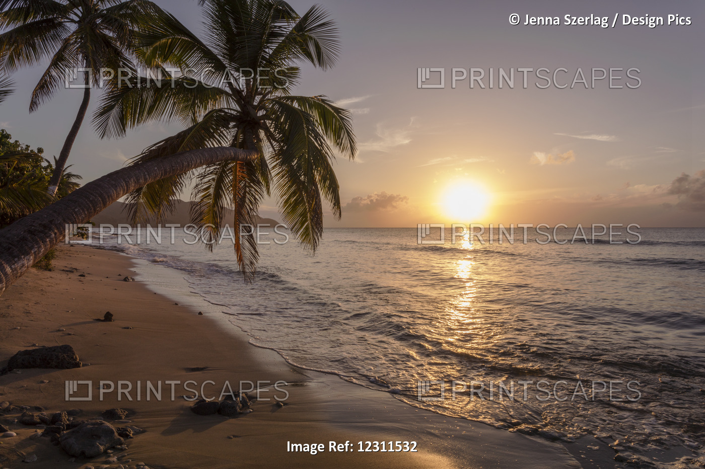 A Palm Tree Silhouette At Sunset; St. Croix, Virgin Islands, United States Of ...