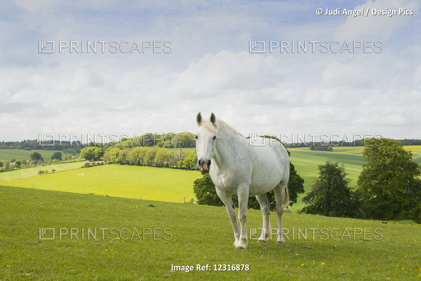 A White Horse Stands In A Field Near Nettledon; England