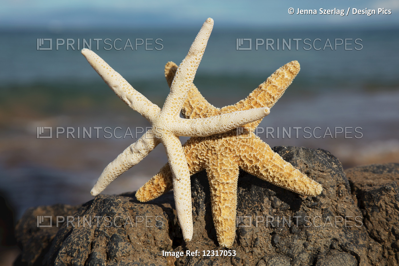 A Pair Of Sea Stars On Lava Rock With Ocean; Maui, Hawaii, United States Of ...