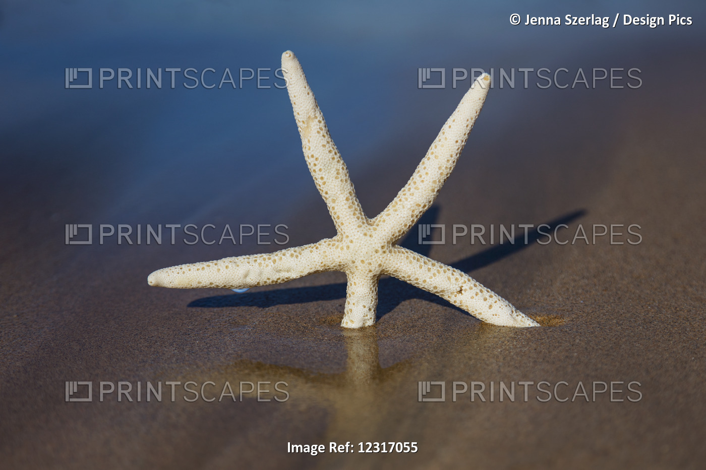 Sea Star On Beach With Reflection; Maui, Hawaii, United States Of America