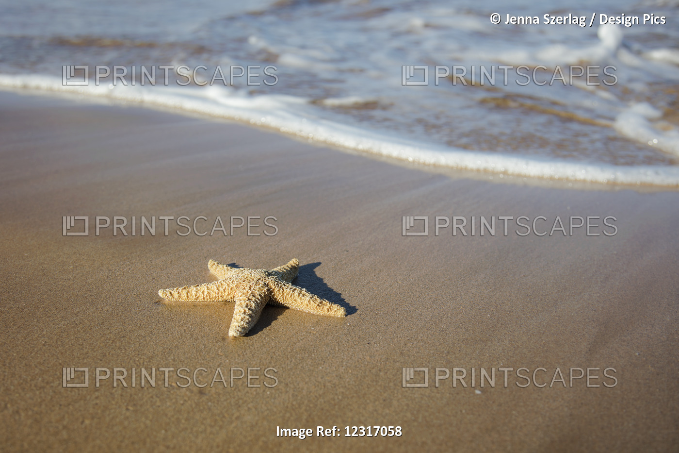 Sea Star Washes Ashore On A Beach; Maui, Hawaii, United States Of America