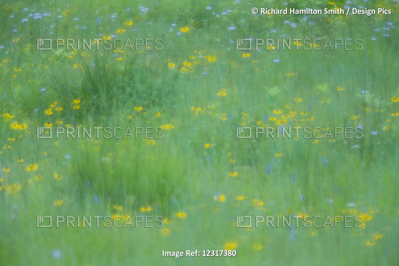 Abstract Multiple Exposure Of Prairie Grasses And Flowers In Smith Prairie, ...