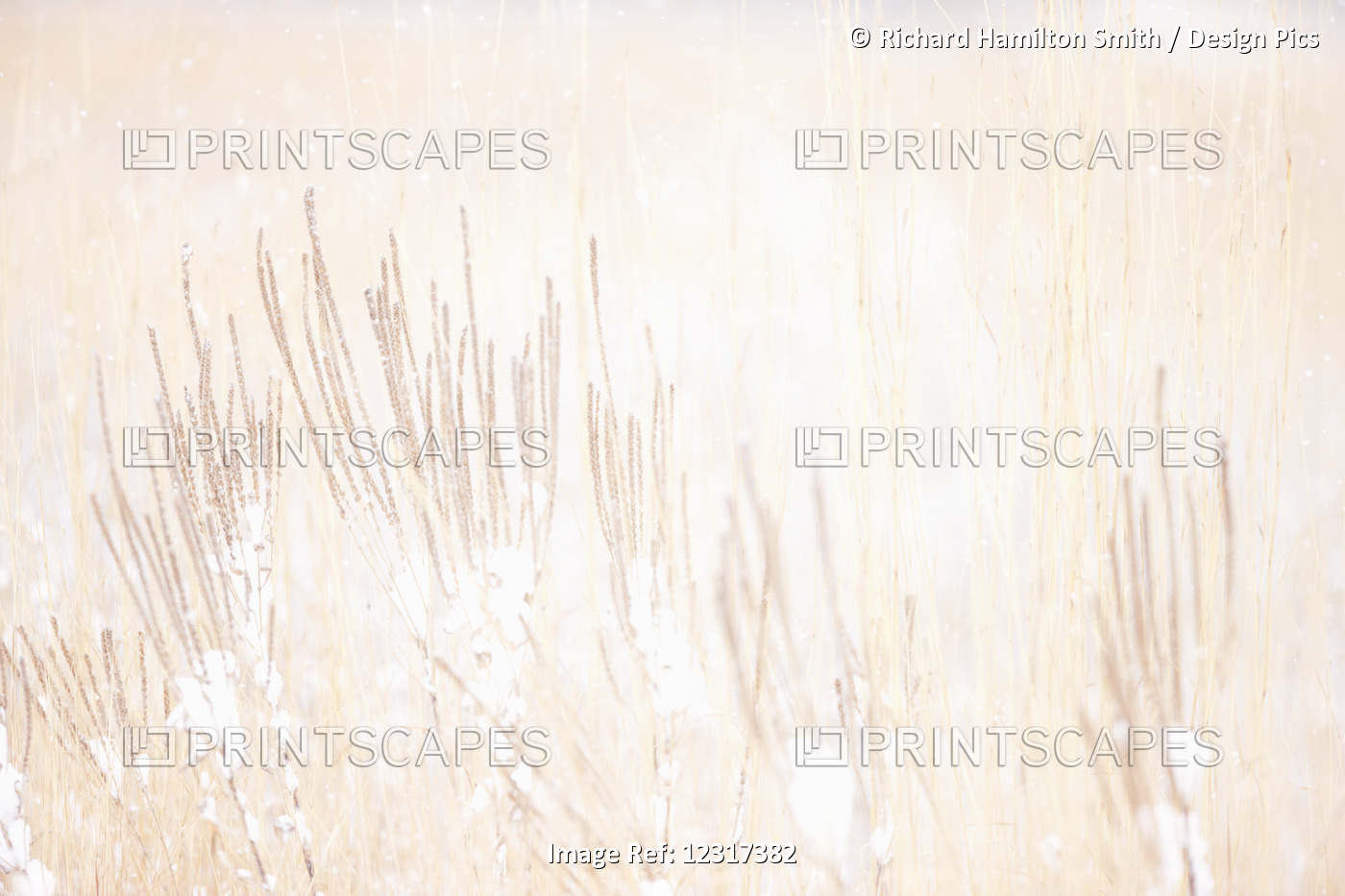 Vervain And Prairie Grasses In Smith Prairie In A Snowstorm, Hubbard County; ...