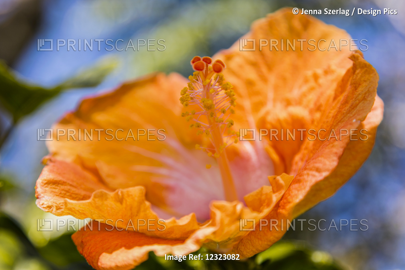 Close-Up Of Orange Hibiscus Flower; Maui, Hawaii, United States Of America