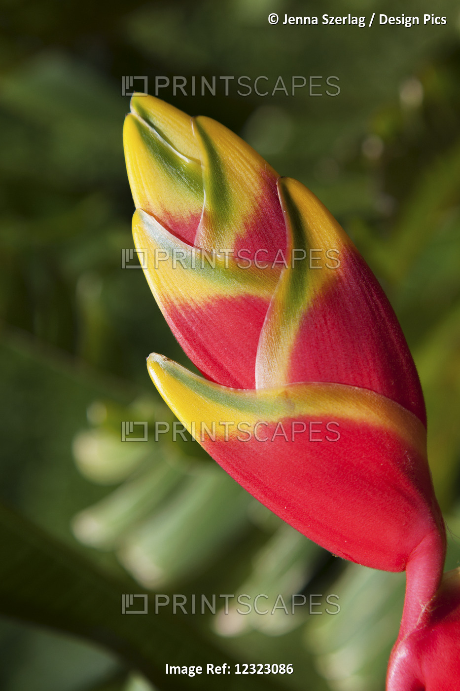 Close-Up Of Lobster-Claw Heliconia Flower; Maui, Hawaii, United States Of ...