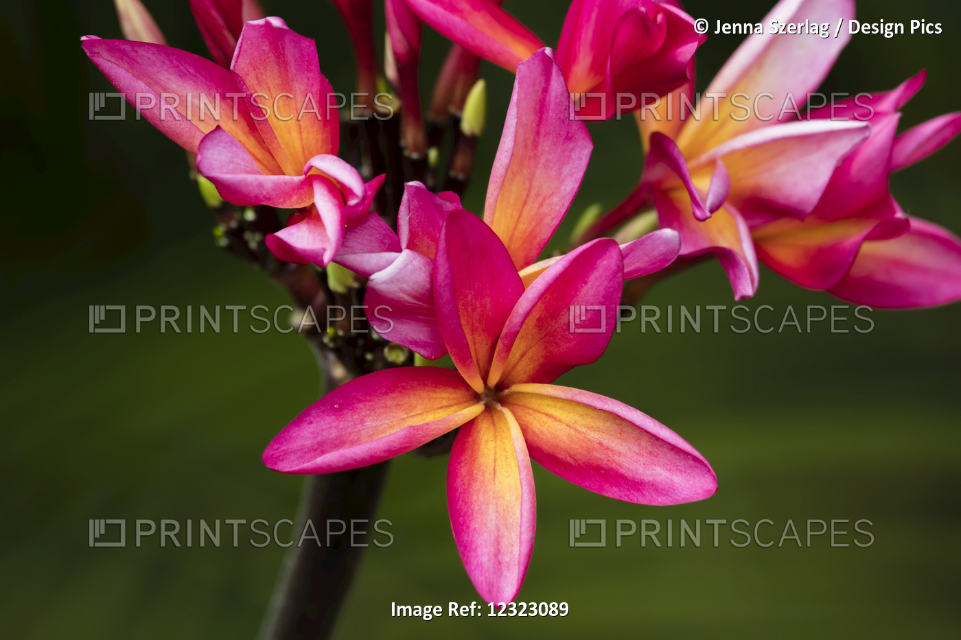 Close-Up Of Bright Pink Plumeria Flowers; Maui, Hawaii, United States Of America
