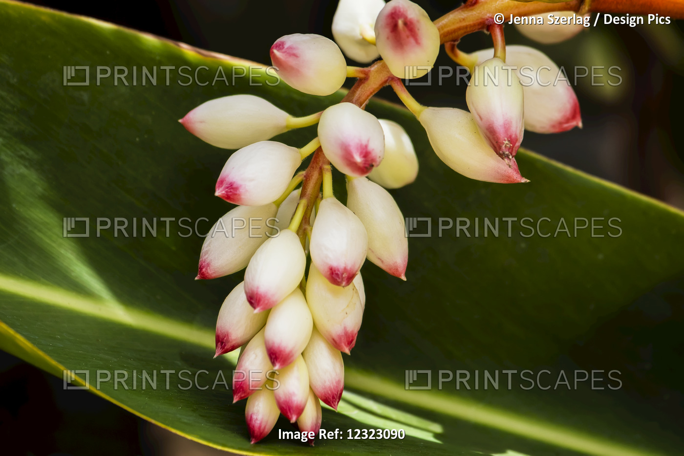 Close-Up Of White Ginger Flower Alpinia; Maui, Hawaii, United States Of America