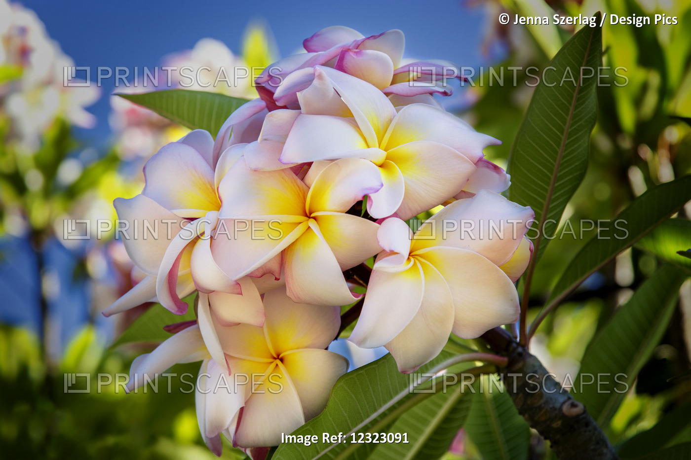 Close-Up Of Pink Plumeria Flowers And Blue Sky; Lanai, Hawaii, United States Of ...