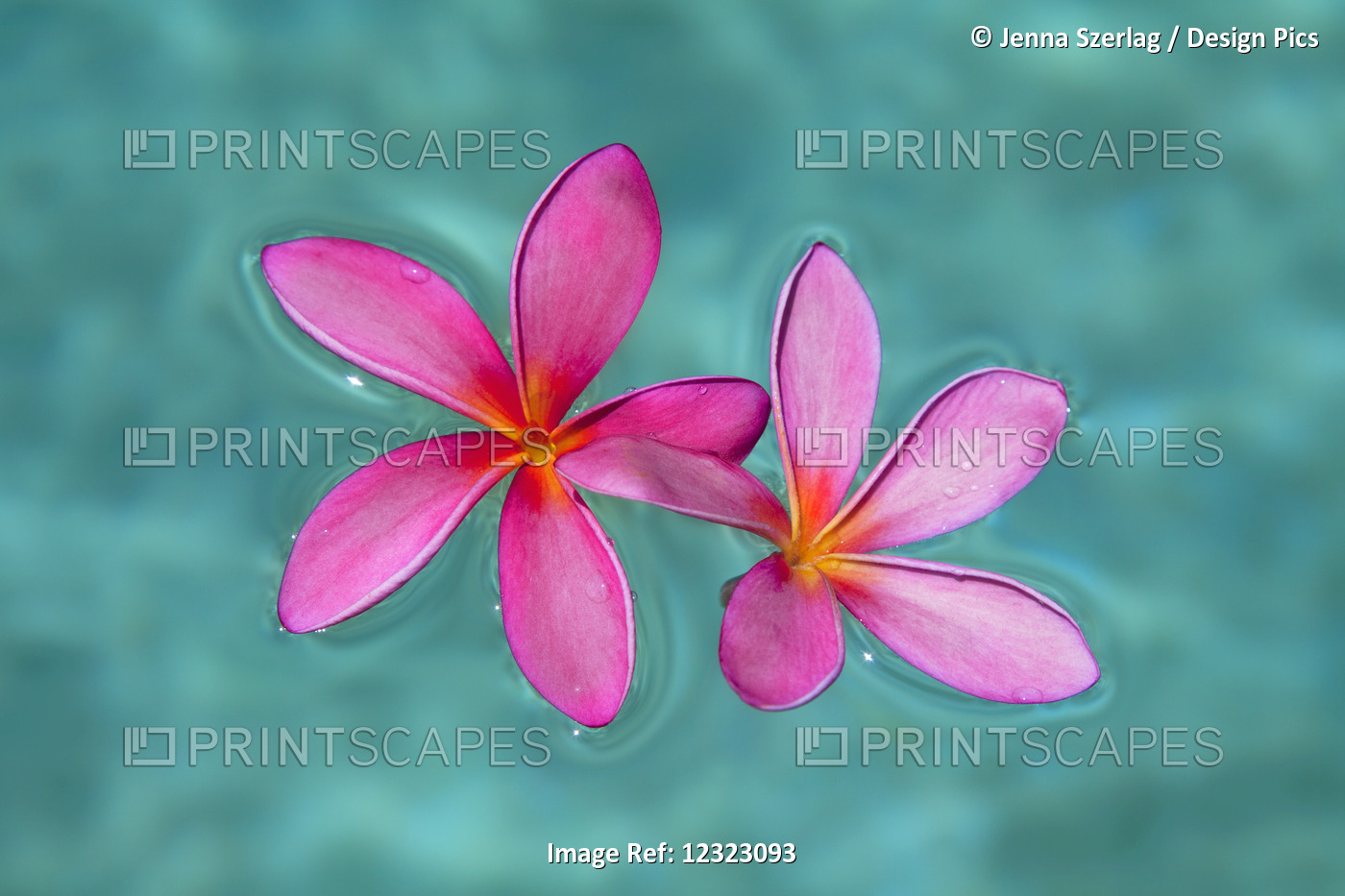 Close-Up Of Pink Plumeria Flowers In Water; Maui, Hawaii, United States Of ...