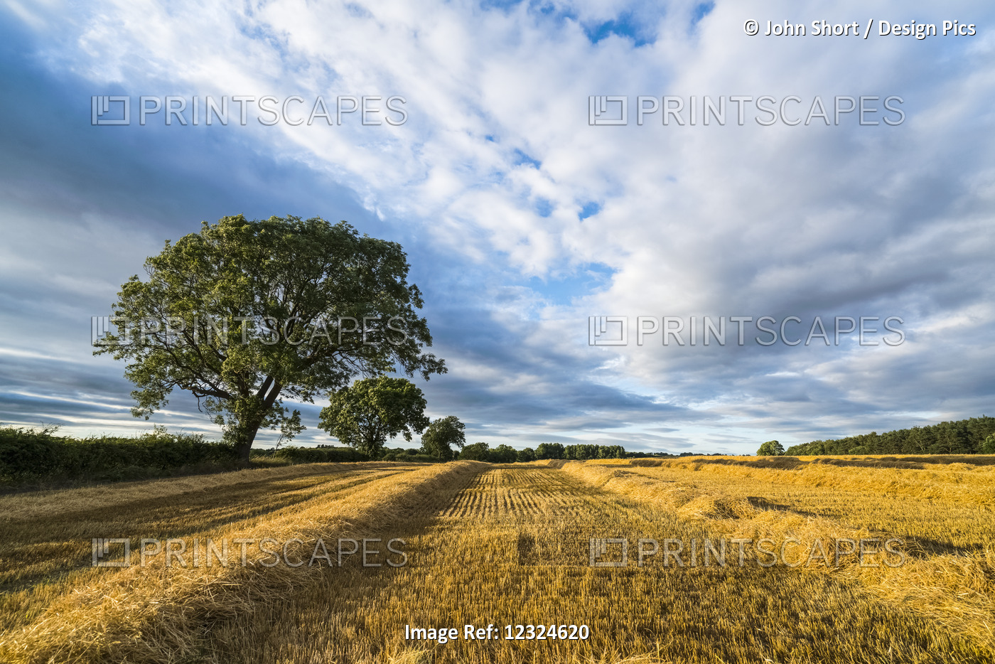 Sections Of Hay Beside Stubble On A Cut Field Under A Cloudy Sky; Ravensworth, ...
