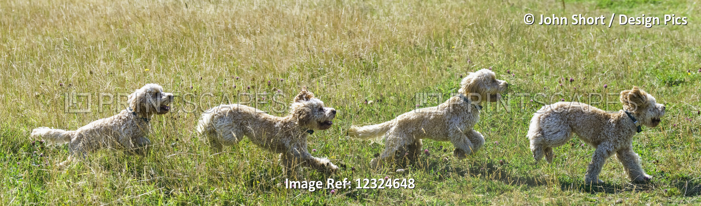 Composite Of A Blond Cockapoo Running Across A Grass Field; South Shields, Tyne ...