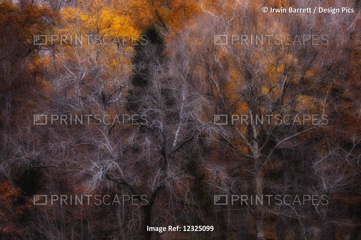 Forest In Early November; Bedford, Nova Scotia, Canada