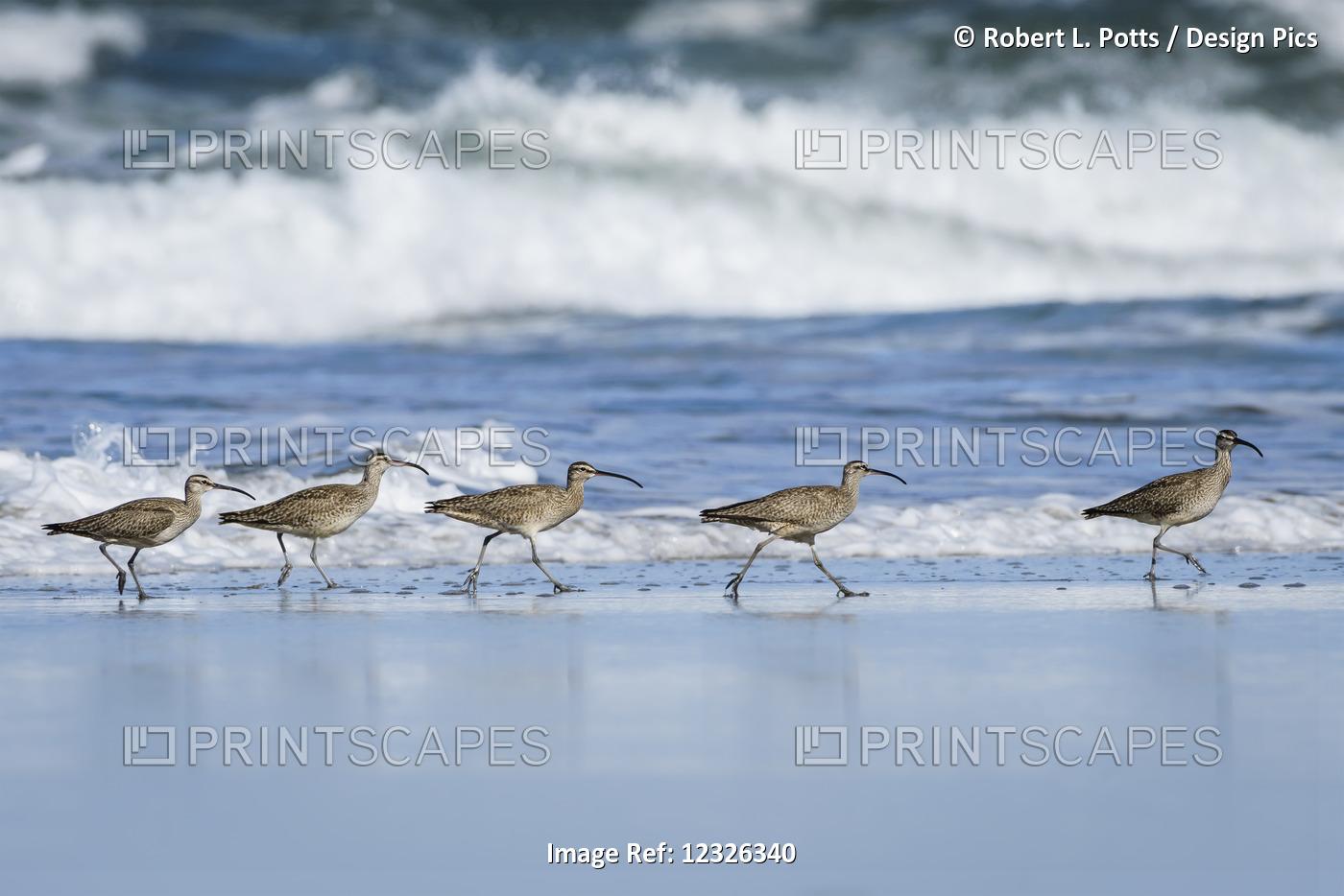 Whimbrels (Numenius Phaeopus) Look For Sand Crabs On The Beach In Oregon; ...