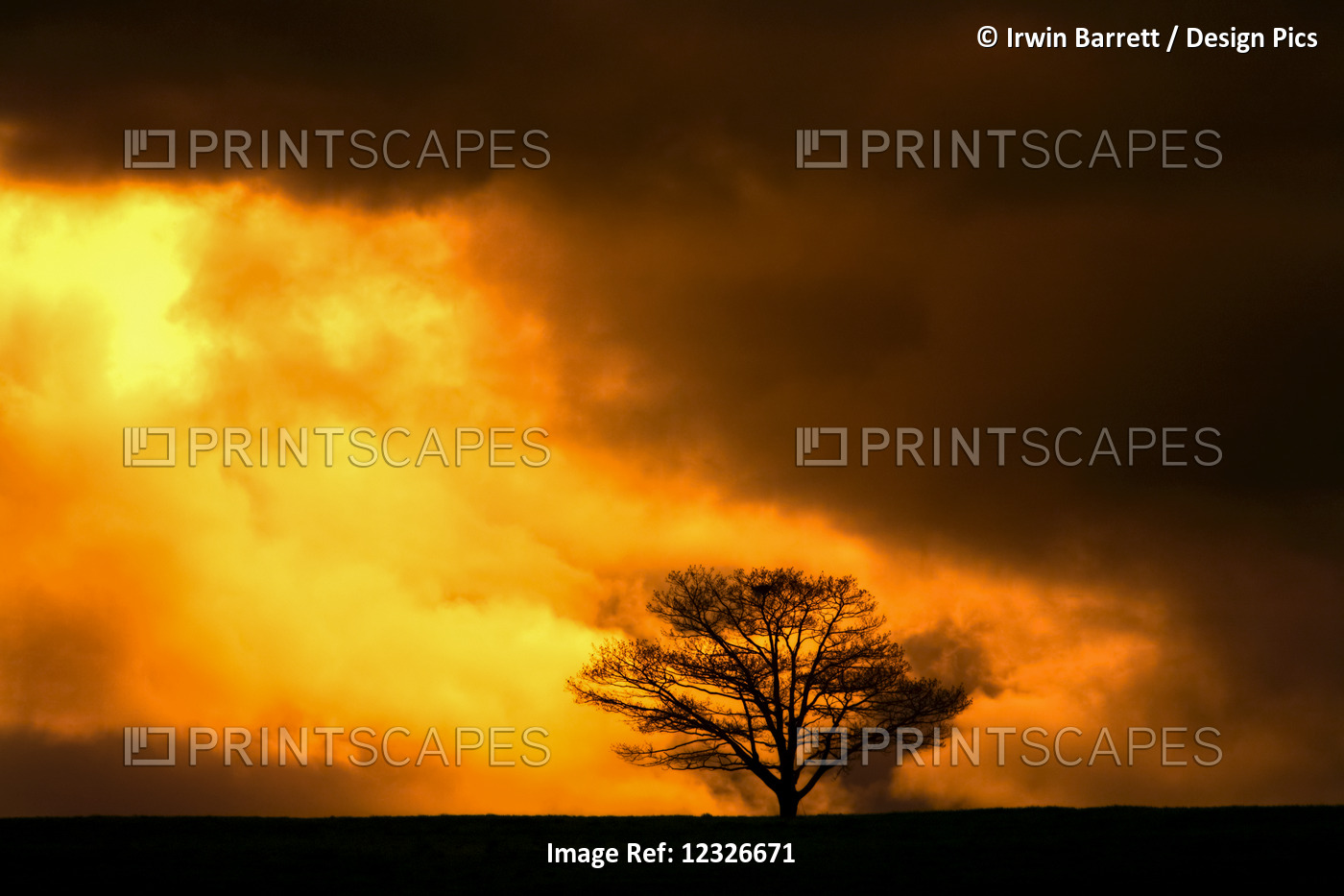 Oak Tree Silhouetted By Gold And Black Storm Clouds; Milford, Nova Scotia, ...