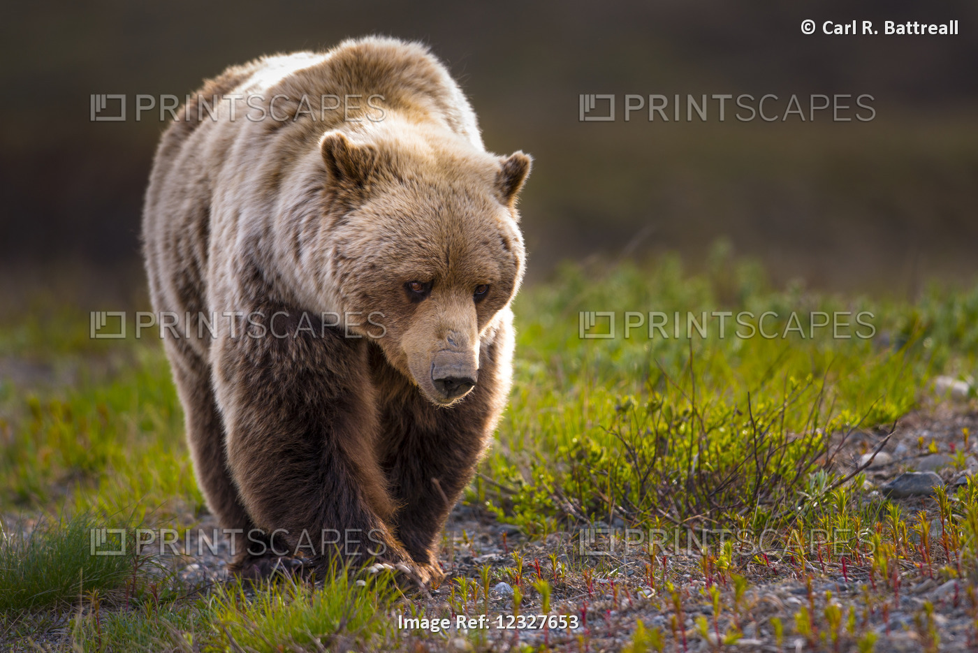 Close Up Of A Grizzly, Denali National Park And Preserve, Interior Alaska, USA