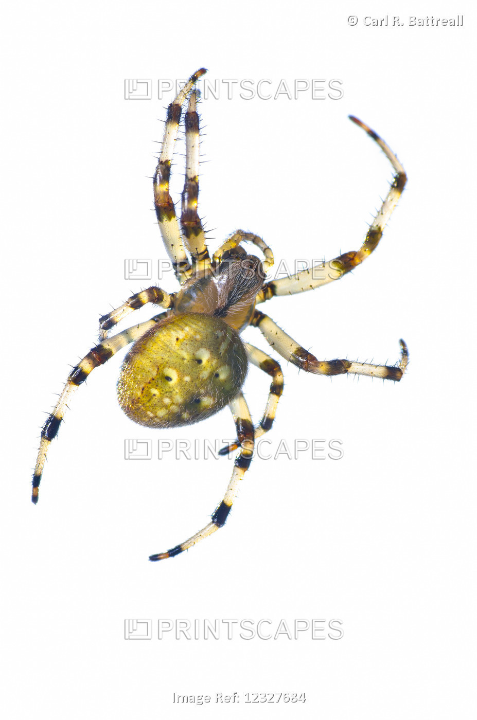 Studio Close Up Of A Orb Weaver Spider, Argiope Catenulata