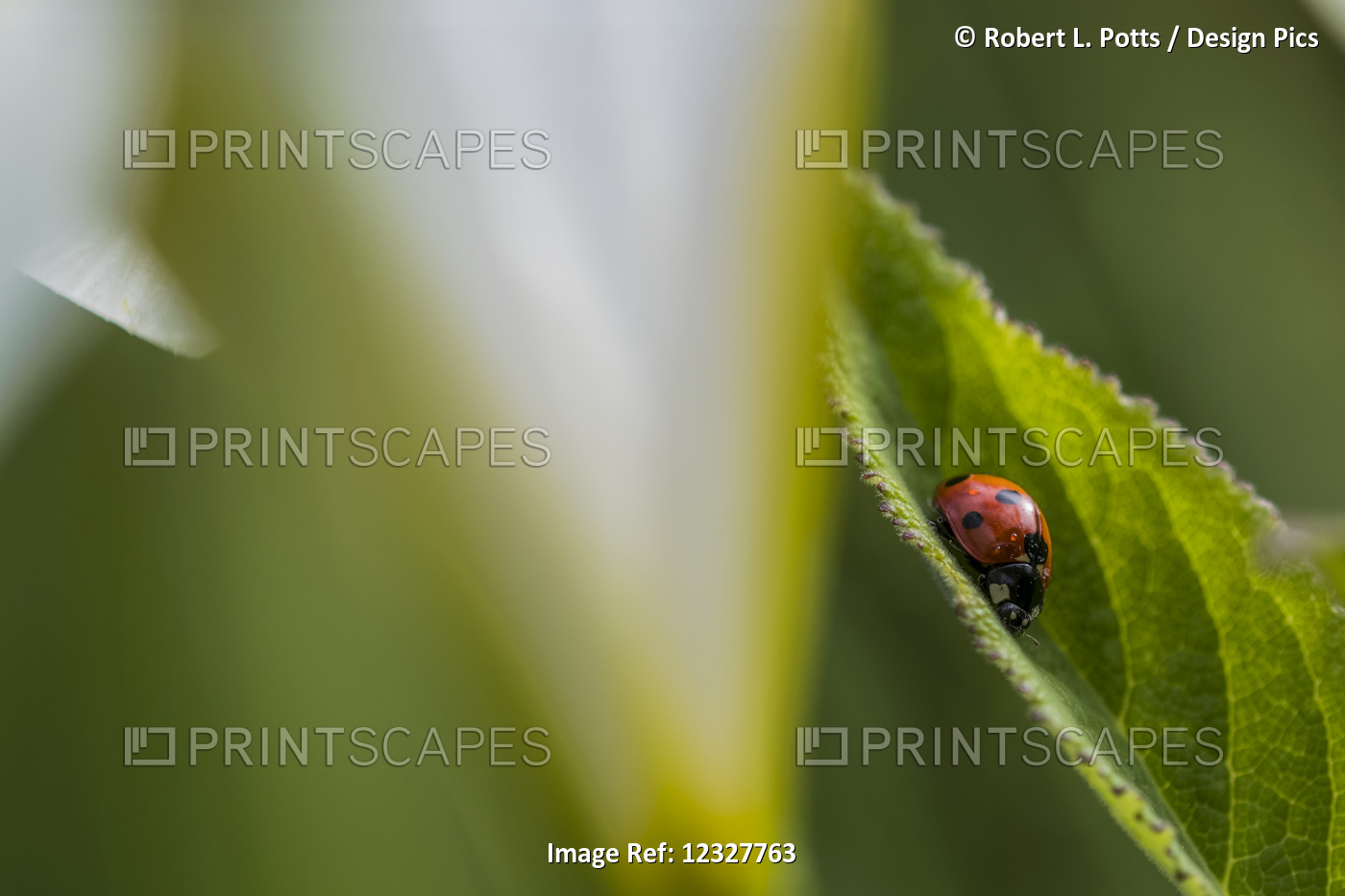 Ladybug Beetle (Coccinellidae) Sitting On A Leaf; Astoria, Oregon, United ...