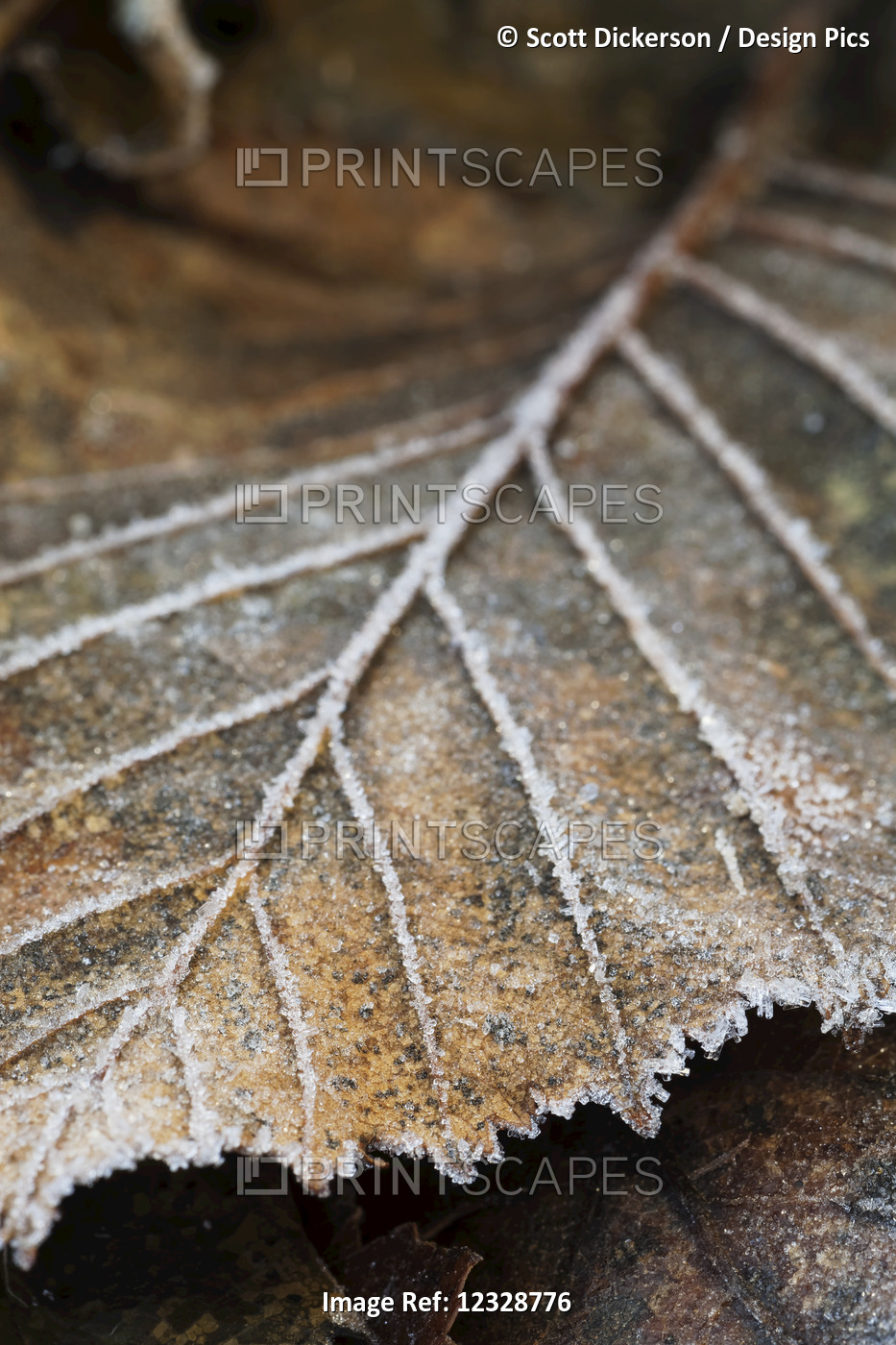 Close-Up Detail Of A Frost Covered Leaf; Alaska, United States Of America