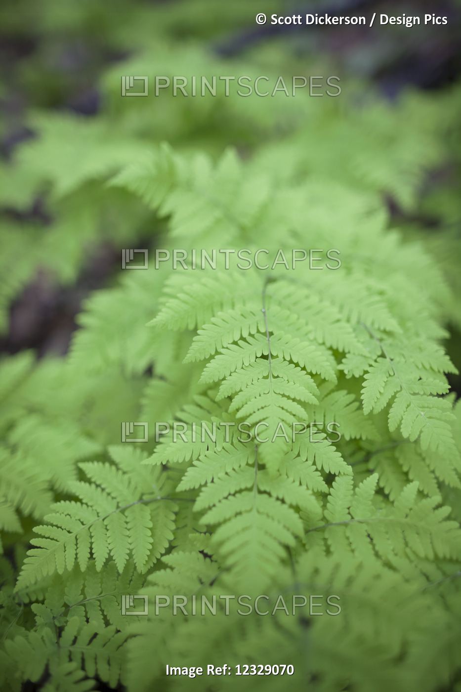 Close-Up Of The Green Foliage Of A Fern Plant; Homer, Alaska, United States Of ...