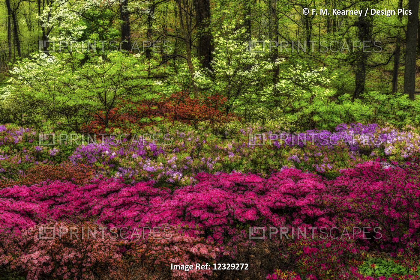Azalea Garden, New York Botanical Garden; Bronx, New York, United States Of ...
