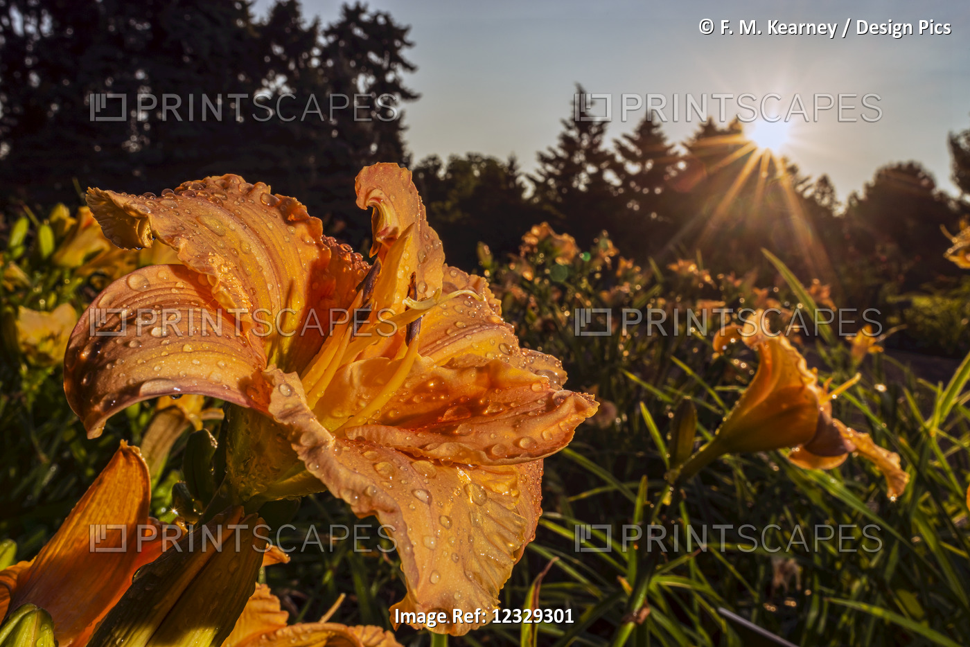 Sun Rising Behind Daylilies (Hemerocallis, 'susan Payson Burke' ...