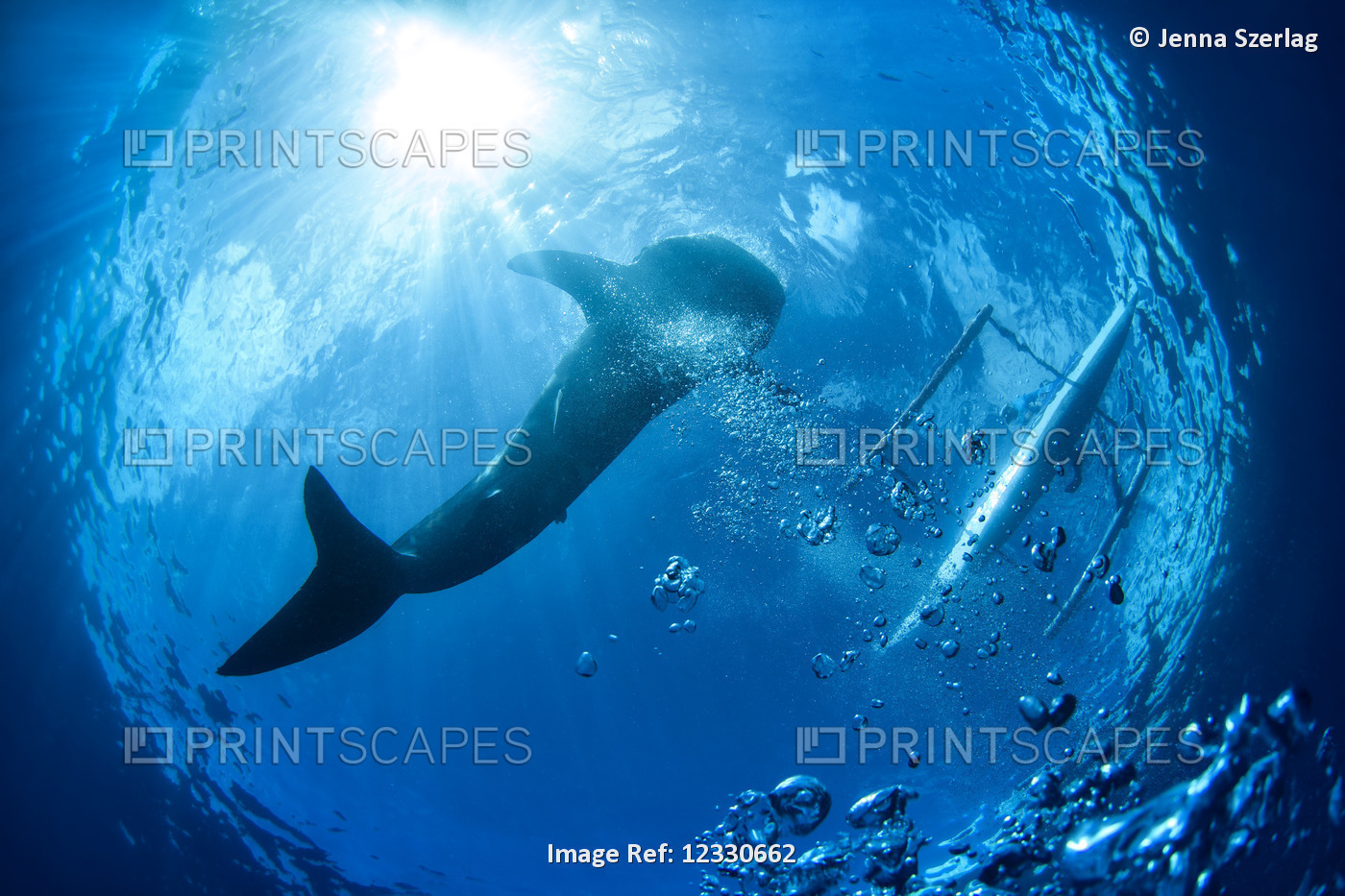 View Of A Whale Shark (Rhincodon Typus) From Below; Cebu, Central Visayas, ...