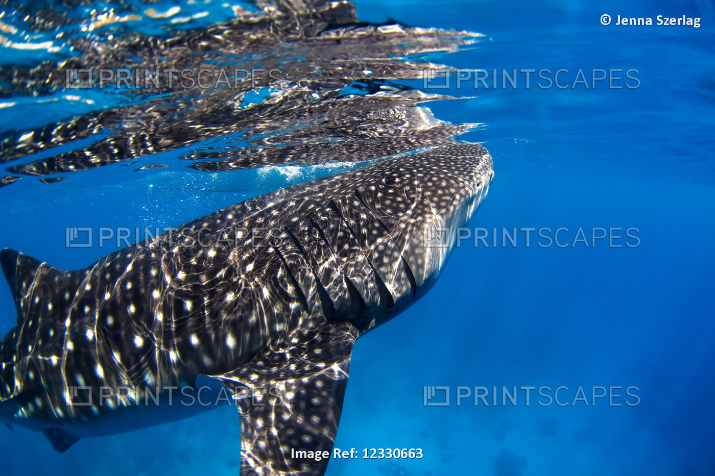 Close-Up Of A Whale Shark (Rhincodon Typus); Cebu, Central Visayas, Philippines