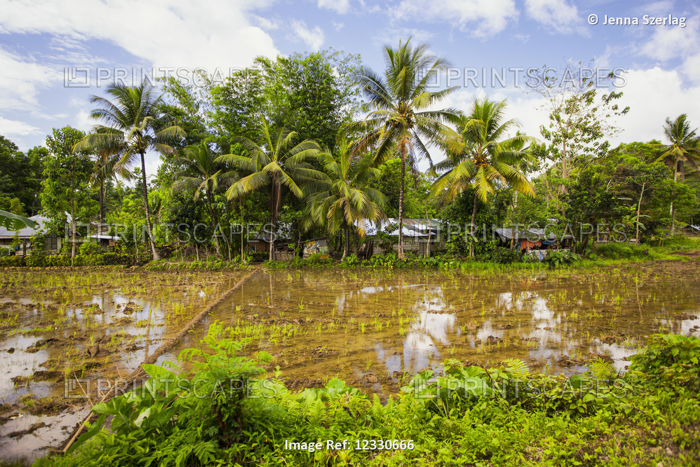 Rice Fields; Bilar, Bohol, Central Visayas, Philippines