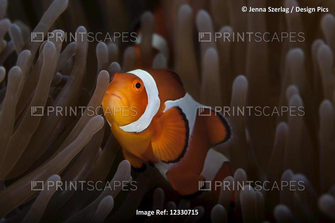 Clownfish (Amphiprioninae) In Anenome; Anda, Bohol, Central Visayas, Philippines