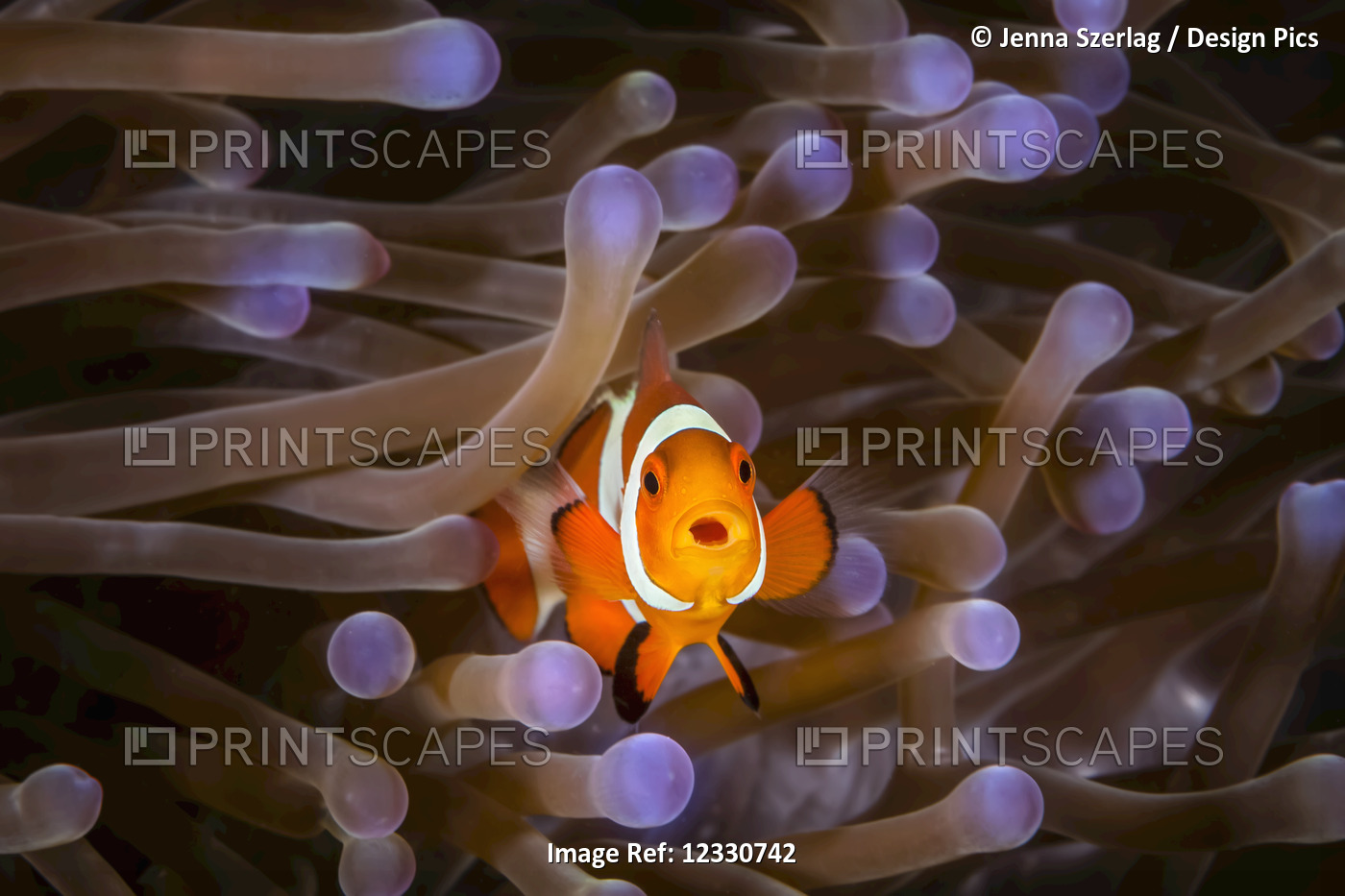 Clownfish (Amphiprioninae) In Anenome; Moalboal, Cebu, Central Visayas, ...