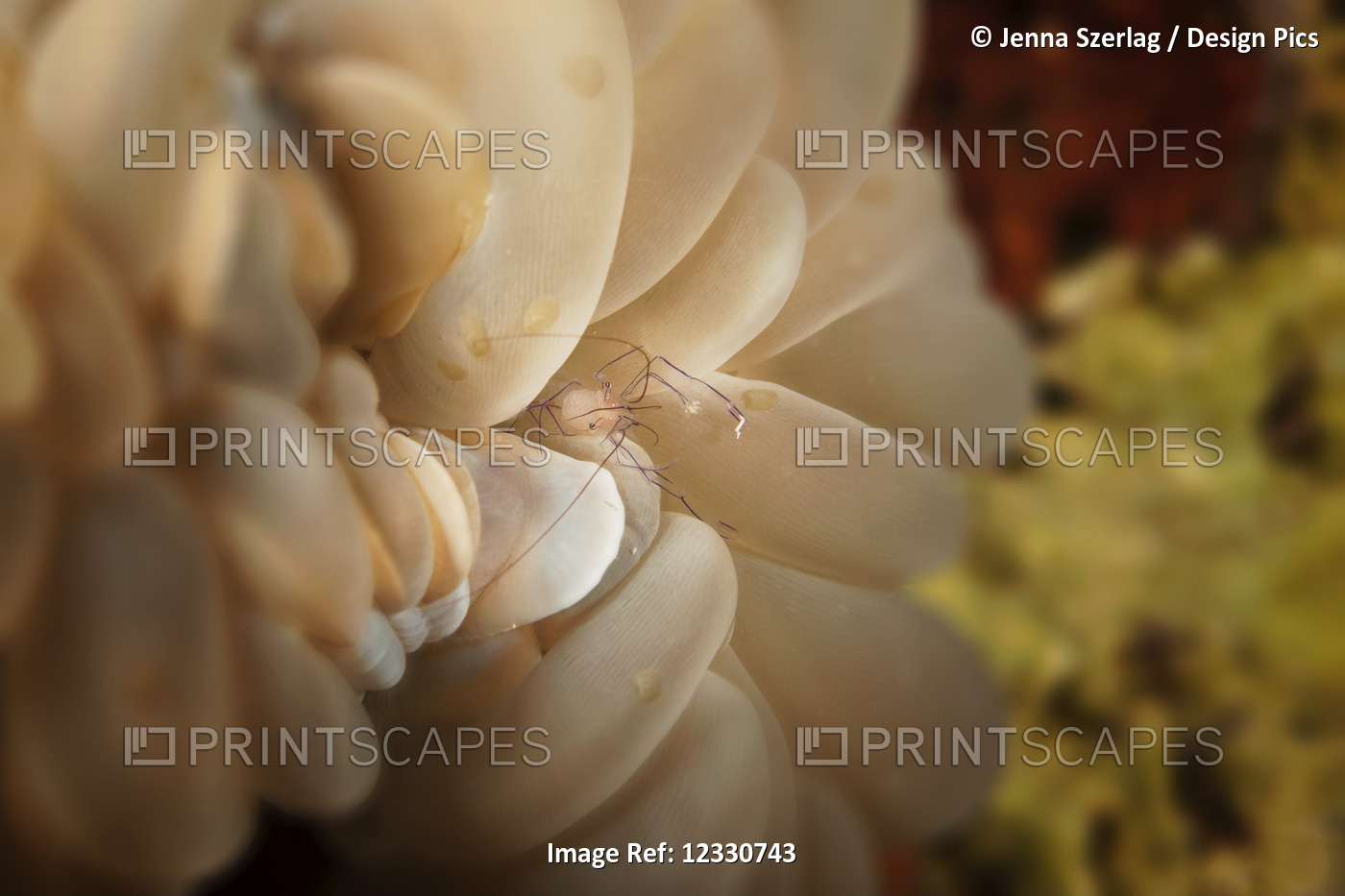 Bubble Coral Shrimp (Vir Philippinensis); Moalboal, Cebu, Central Visayas, ...