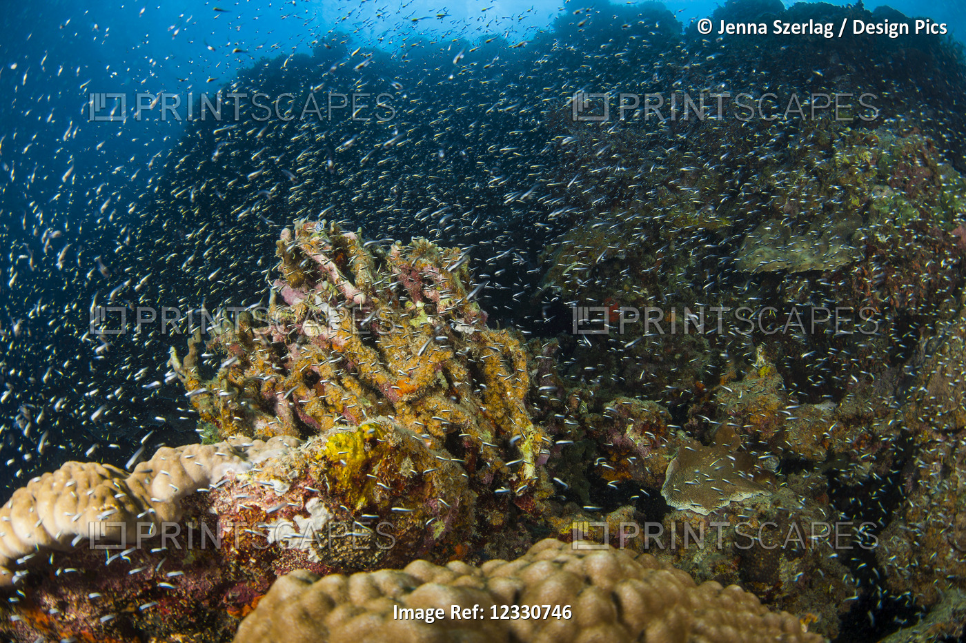 A Large School Of Tiny Fish Swim On The Reef; Moalboal, Cebu, Central Visayas, ...