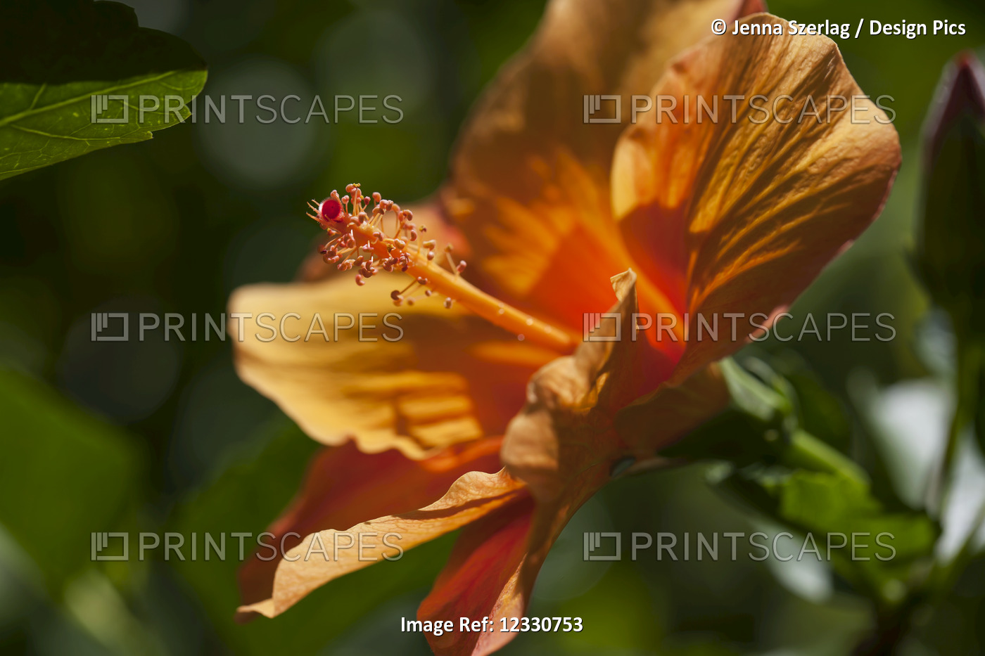 Orange Hibiscus; Anda, Bohol, Central Visayas, Philippines