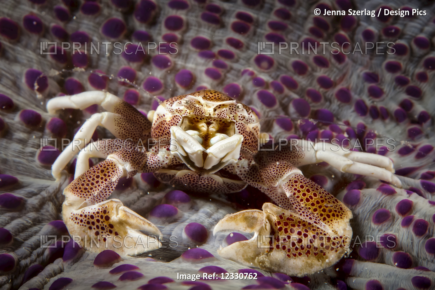 Spotted Porcelain Crab (Porcellana Sayana) On Top Of Anenome; Moalboal, Cebu, ...