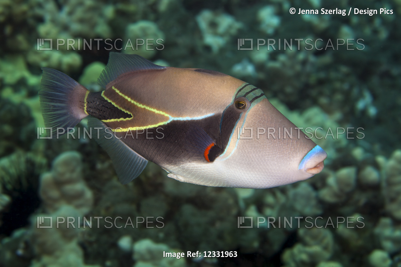 A close-up underwater view of a Reef Triggerfish (Rhinecanthus rectangulus); ...