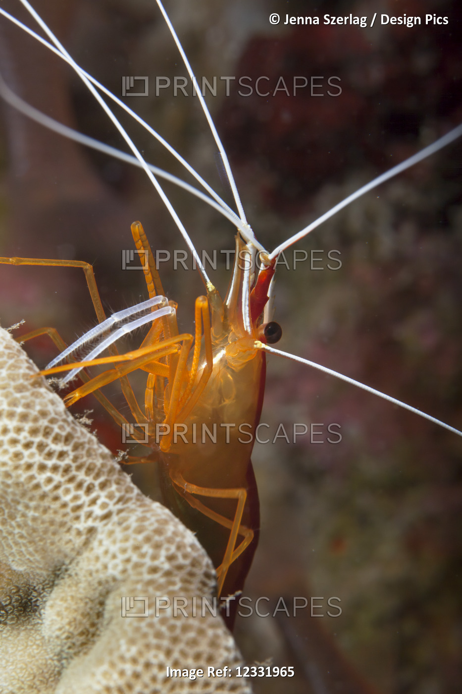 White-Striped Cleaner Shrimp (Lysmata amboinensis); Wailea, Maui, Hawaii, ...
